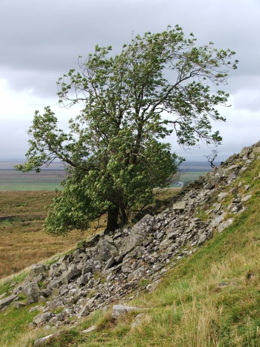 Windblasted tree on Hadrian's Wall, 2007